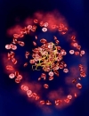 Thromboembolism in Cancer Patients: A Cogent Approach to Risk Assessment, Prevention, and Treatment