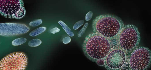 Atlas of Care: Nurse Practitioners' Guide to H1N1 Influenza