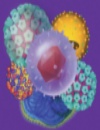 From Pediatrics to Geriatrics: A Best Practices Guide to Lifelong Immunization