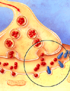 New Drug Options for Neurologic Disorders