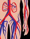 Peripheral Artery Disease: Non-Invasive Diagnosis and Medical Management