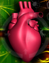 Intervention  Prevention Keeping Current with Acute Coronary Syndrome Journal Club Issue 14