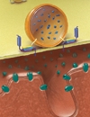 Part II Current Treatment Options for Neurogenic Bladder Dysfunction