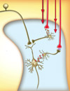 Practical Solutions to Critical Topics in the Management of Chronic Pain: From Bench to Bedside