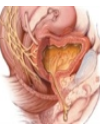 Urinary incontinence in the older female population