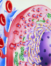 Managing diabetic ketoacidosis in adults