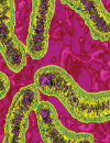 Towards eradication of H. Pylori