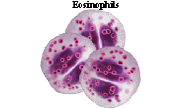 Emerging Anti-Interleukin 5 (IL-5) and IL-5Ra Based Biological Therapies: Efficacy, Safety and Future Perspectives in Severe Eosinophilic Asthma Emerging Anti-Interleukin 5 (IL-5) and IL-5Ra Based Biological Therapies: Efficacy, Safety and Future Perspectives in Severe Eosinophilic Asthma